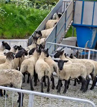 Coleg Sir Gâr delivers the Gwaredu Sheep Scab Project