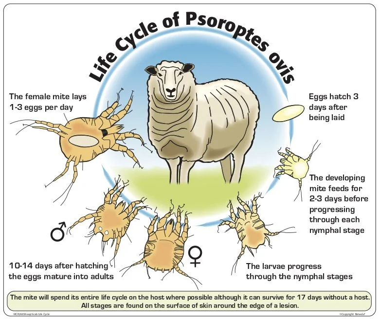 Life Cycle of Psoroptes ovis — sheep scab mite lifecycle diagram